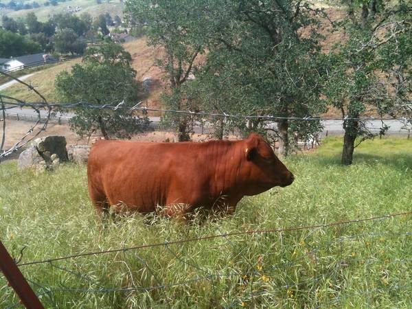 $500 Ideallic Hobby Farm / Ganado Foothill Acreage 4 Alquiler (Exeter)63809865005187121