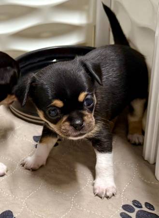 Cachorro de Chihuahua (Shepherd, TX)63859314508419123