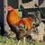 Roosters and Male rabbits 1 thumbnail