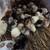 Clearance  sale chicks,quail and ducklings 6 thumbnail