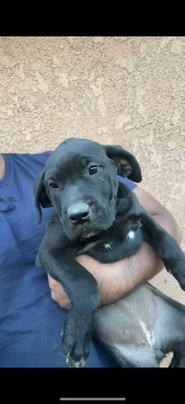 Cane Corso mix63873027777409122