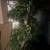Fake tree 2 thumbnail
