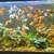 Re homing koiy fish  $3&up 3 thumbnail