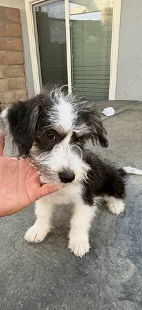 Rehoming husky//poo puppies63870036955139120