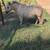 Mini Pony 8 thumbnail
