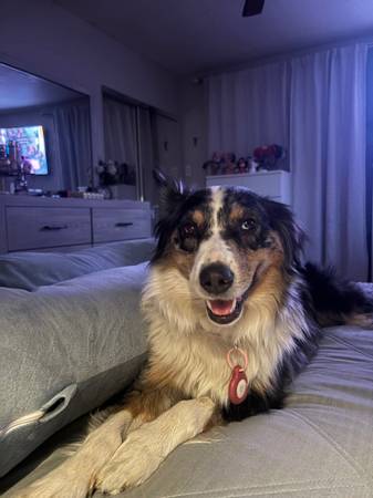 Perdieron Australian Shepard (Palm Spring)63658084970627120