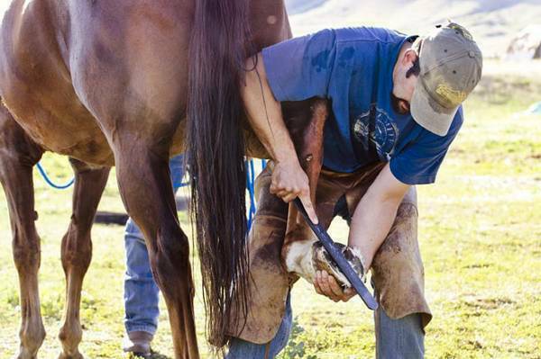 Professional Farrier Service 1