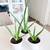 Young Healthy Aloe Vera 1 thumbnail