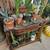 Beautiful Drought Tolerant Desert Plants for your Home! 1 thumbnail