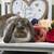 Pedigreed Mini Lop Bunny Rabbits 18 thumbnail