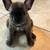 Frenchies 4 thumbnail