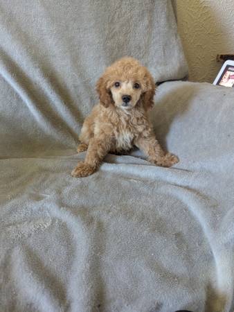 ToyPoodle.puppy (Portsmouth)63685985241475120