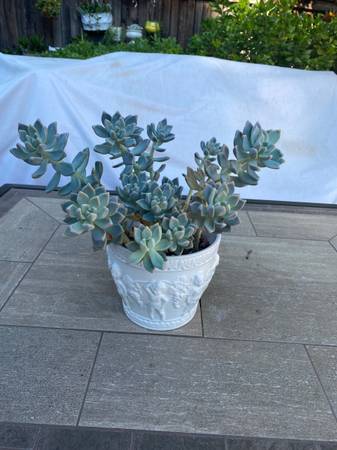 Ghost plants in a French white ceramic pot 1