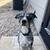 Catahoula dog 2 thumbnail