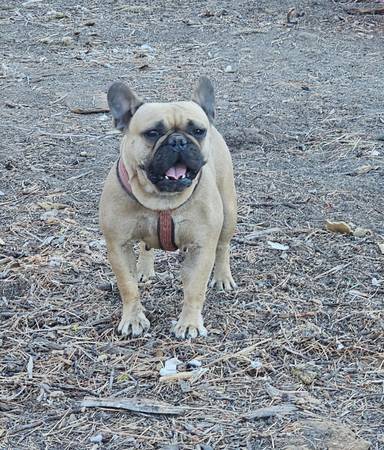 Female French Bulldog (East Wenatchee)63761992509313121