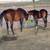 Thoroughbred broodmare 1 thumbnail