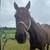 Horses 1 thumbnail