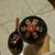Reduced price -Maracas vintage genuine wooden pair 3 thumbnail