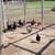 LAYING HENS 3 thumbnail