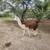 Male Llamas 3 years old intact 2 thumbnail