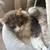Cat Rehome due to severe allergies 3 thumbnail