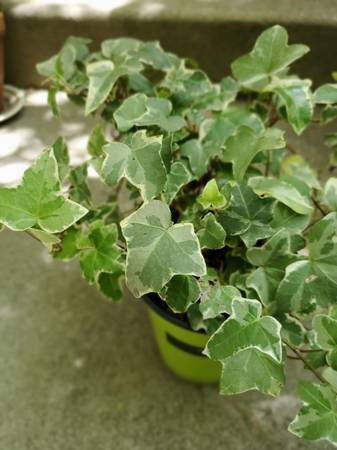 Ivy - Inglés bicolor - $20 (Santa Mónica)63471468684673123