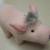 3 Pig Items In Excellent Condition 3 thumbnail