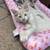 8 week old kittens 7 thumbnail