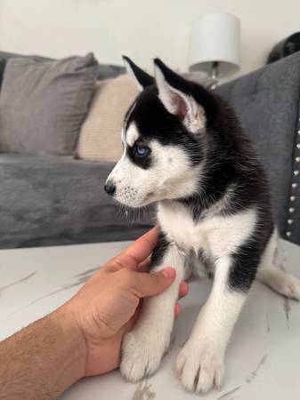 In need of rehoming our Husky puppy (The Bronx)63950515988227121