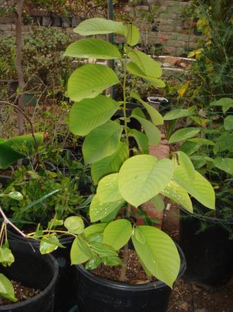 Cherimoya plant 1