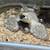 Sebastopol Goslings (Geese Babies) 2M/3F 14 thumbnail