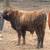 Brahman X Highland Cross Bull 3 thumbnail
