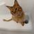 Female cat 5 thumbnail