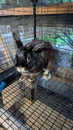 Netherland dwarfs males (Floral City)