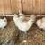 Chickens silkie 5 thumbnail