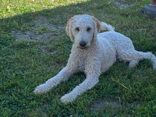 Goldendoodle63671588979457120