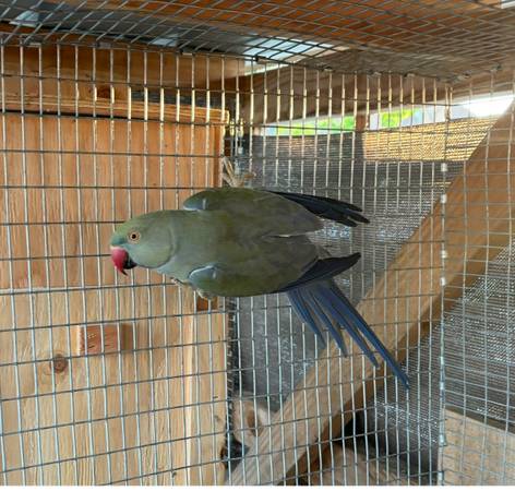 Indian Ringneck (Woodland)63848874339585122