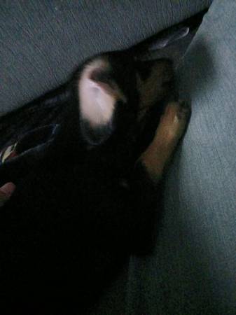 Needs good home 1