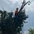TREE SERVICE NEAR ME. TREE REMOVAL. TRIMMING. PRUNING. 817-696-5697 17 thumbnail