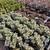 Succulent Farm 17 thumbnail