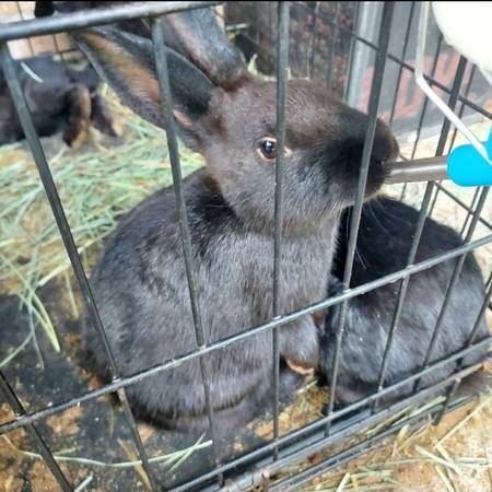 New Zealand Rabbits (Huntsville)63839342915585121