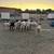 Goats and rams 1 thumbnail