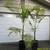 CHAMAEDOREA woodsoniana ///// Woodson's palm --- 1/5/15 gallon 8 thumbnail