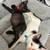 Rehoming Kittens 4 thumbnail