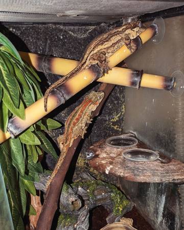Gargoyle Geckos (Proven Breeding Pair) 1