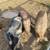 Kunekune Pigs 3 thumbnail