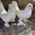 pigeons 15 thumbnail