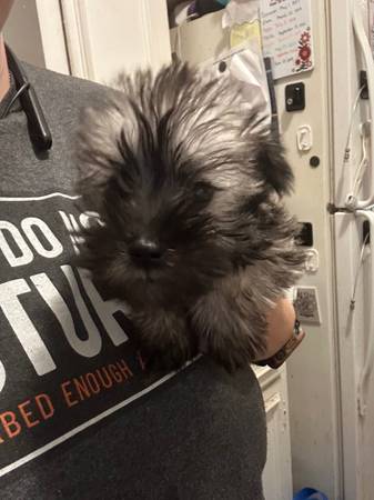 Cachorro macho CKC Miniature Schnauzer63693740243073120
