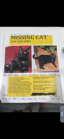 Stolen missing cat (Hollister)63941478073858121