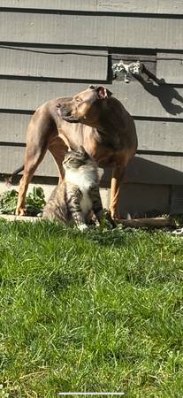 Rehoming dog (Kingston)64032357807235121